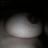 shalug002