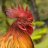 rooster58