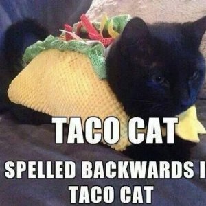 tacocat.jpg