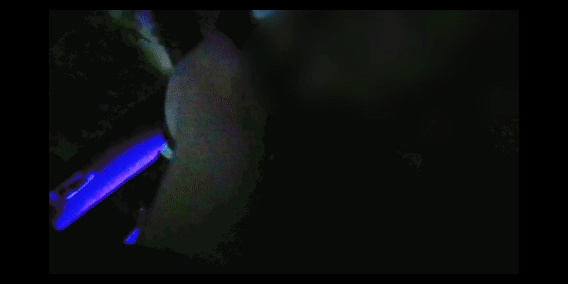 copy_A2C38B32-BA56-4CEB-9E92-07C42582B75A.gif